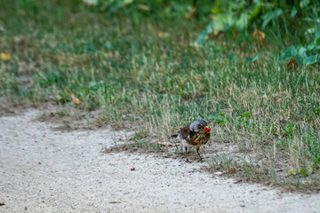 sparrow on the ground 