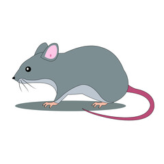 Vector illustration of a mouse on a white background.