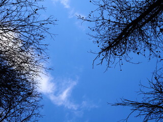 texture of blue sky beautiful and bright , cloud and trees , OLYMPUS DIGITAL CAMERA