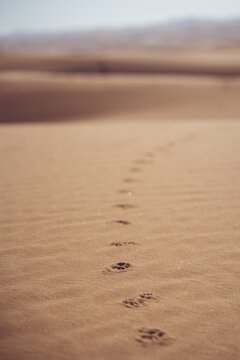 Animal footprints in the desert sand