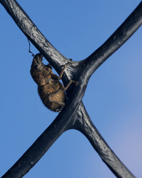 Details of a weevil on a light blue background.