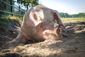 Outdoorschweinehaltung eines Bio- Landwirts. Schweine auf einer Wiese. Landwirtschaftliches...