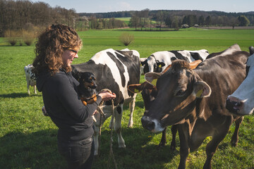 Milchviehhaltung  - Junge Landwirte bringen ihre Kühe auf die Weide.
