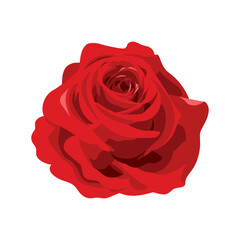 One single red rose flower head icon vector. Beautiful red rose flower icon isolated on a white background. Single blooming red rose flower vector illustration