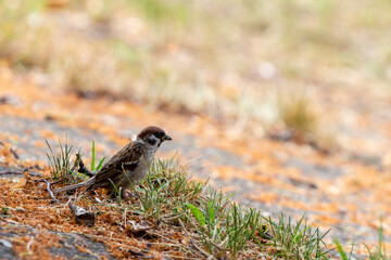 Young house sparrow (passer domesticus) is standing on tilted concrete covered with grass and...