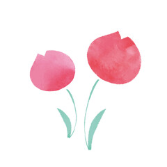 Watercolor flower tulips