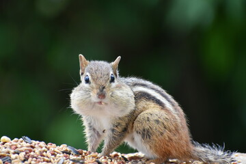 Naklejka na ściany i meble A squirrel at the feeder