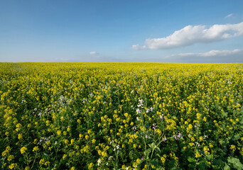Fototapeta premium Blühender Ackersenf für Greening-Maßnahme. Umsetzung von Greening Maßnahmen, sind für Landwirte Pflicht.