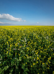 Blühender Ackersenf für Greening-Maßnahme. Umsetzung von Greening Maßnahmen, sind für Landwirte Pflicht.