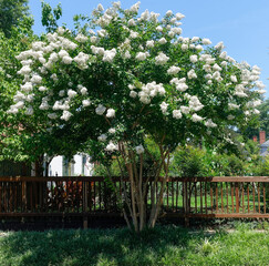 Blooming summer white crepe myrtle in residential neighborhood.