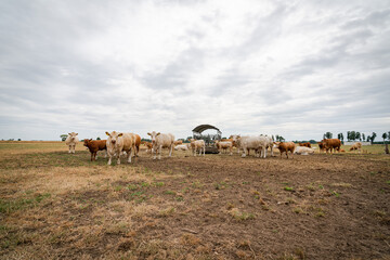 Fototapeta na wymiar Klimawandel - Rinderherden auf vertrockneten Wiesen.