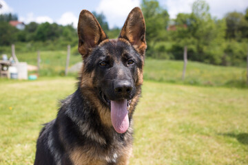 Young German Shepherd dog sitting on the grass