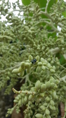 flies on green plants