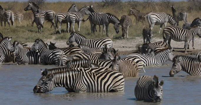 Close-up view of a small herd of zebras standing and drinking in a waterhole.  Zebra Migration Botswana