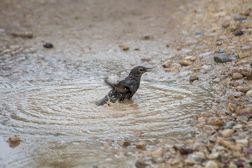 sparrow in the water