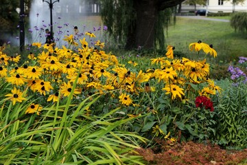 Fototapeta premium Orange coneflower blooming in late autumn. Perennial coneflower (Rudbeckia fulgida) flowers blossoming in grey fall day.