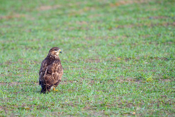Red kite (Milvus milvus) sitting on grass in a field in Emmental