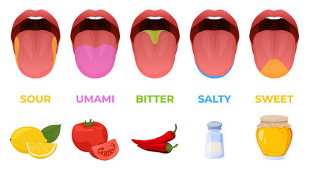 Human linguistic taste receptors vector flat illustration. Colored tongue zones in mouth - obrazy, fototapety, plakaty