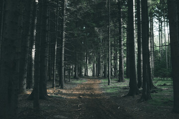 Naklejka premium forest tree trees nature autumn