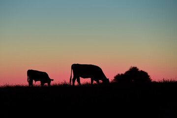 Cows silhouettes  grazing, La Pampa, Patagonia, Argentina.