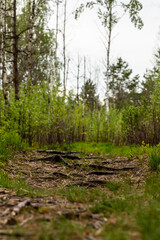 Tree roots at swamp road at grey spring day. Vertical photo of roots at pathway leading to marsh. Circle focus on brown roots and brown grass, everything else out of focus