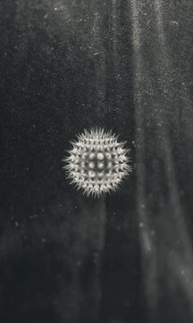 Microscopic view detail of a virus.