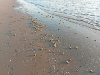 Sponges washed up on the beach of Katwijk during sunset