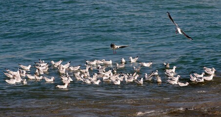 les oiseaux sur la plage en Finistère Bretagne France	