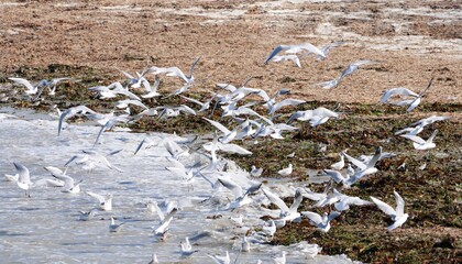Fototapeta na wymiar les oiseaux sur la plage en Finistère Bretagne France 