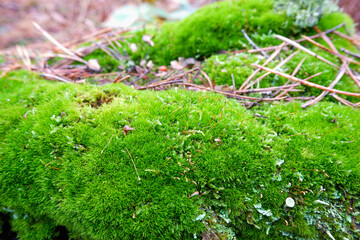 Photo of green moss on the trunk of a fallen tree in the forest. Close-up photo with beautiful bokeh.
