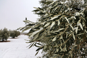olive branches with snow snowfall in December on olive groves for the production of olive oil