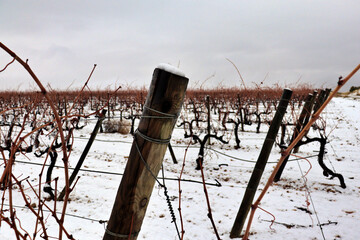 view of a vineyard under the snow. snowfall in winter on the vine and shoots with orange tones