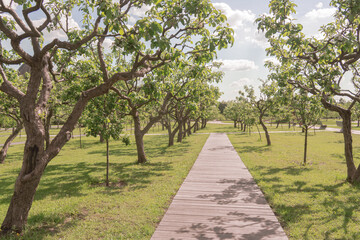 Young trees, apple orchard in summer in Moscow