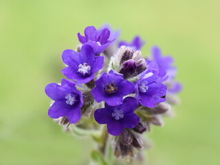 Fototapeta premium Common bugloss Anchusa officinalis medicinal herb on green background