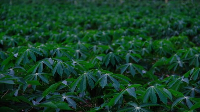 Cassava or manioc plant on field in Thailand, Cassava plantation in the evening.