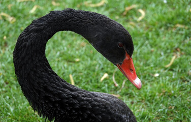 Fototapeta premium Black swan in city park