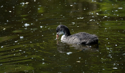 Chicks of the coot waterfowl