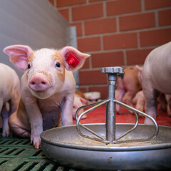 Agrarfoto - Schweinehaltung. Niedliche Ferkel fühlen sich sichtbar wohl im beheizten, trockenen...