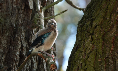 Jay is a forest wild bird
