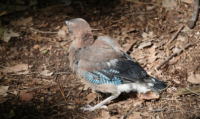 Jay is a forest wild bird