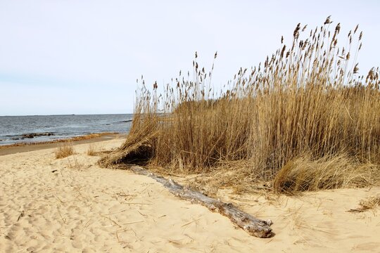 Bunch of yellow reeds are growing in sandy beach near sea. Dry yellow reeds (Phragmites australis) at sunny spring day on the beach of Baltic Sea, Mangalsala, Riga, Latvia. Reeds and drift wood