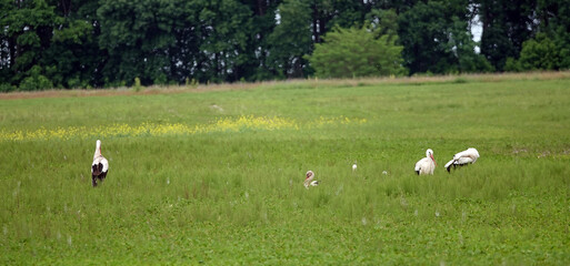Storks feed in a clearing near the forest