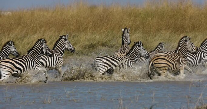 Slow motion close-up view of a small herd of zebras running out a waterhole.  Zebra Migration Botswana