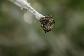 Web of the spider moth in all kinds of bushes in Nieuwerkerk aan den IJssel