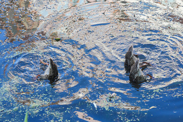 ducks in the water
