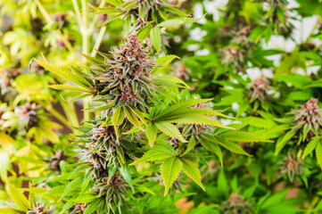 Medical Marijuana CBD grow, Close up - Ripe cannabis plants growing in greenhouse ready to harvest, copy space