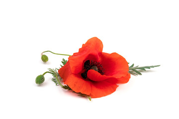 Red field poppies (Papaver rhoeas) isolated on white background
