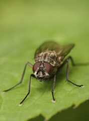 The fly on green leaf