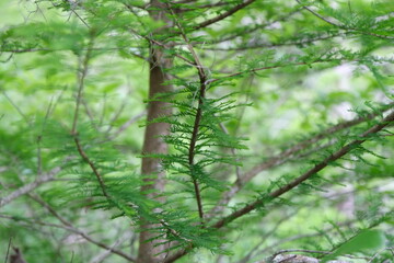Bald Cypress trunk and branches center focused