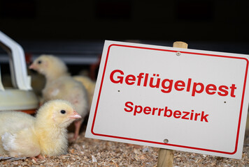 Symbolfoto -  Ausbruch einer Seuche wie etwa der Vogelgrippe in einem dichten Veredelungsgebiet mit...